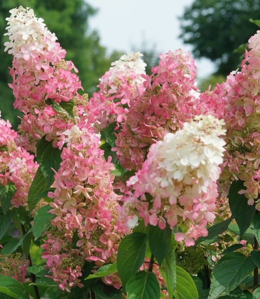 Hydrangea paniculata 'Pinky Winky' na kmienku